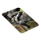 チンパンジー マグネット (右側)