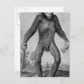 チンパンジー， 1699 ポストカード (正面/裏面)