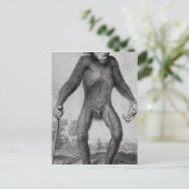 チンパンジー， 1699 ポストカード (スタンド正面)