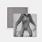 チンパンジー， 1699 マグネット (正面/裏面)