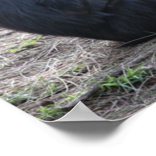 チンプチンプ ポスター (角)