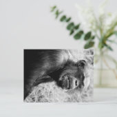 チンポ ポストカード (スタンド正面)