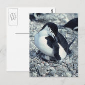 チンラップペンギン ポストカード (正面/裏面)