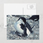 チンラップペンギン ポストカード (正面/裏面)