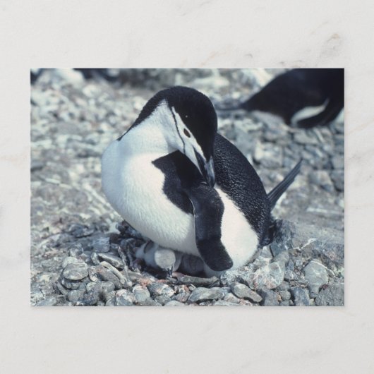 チンラップペンギン ポストカード (正面)