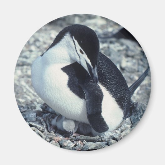 チンラップペンギン マグネット (正面)
