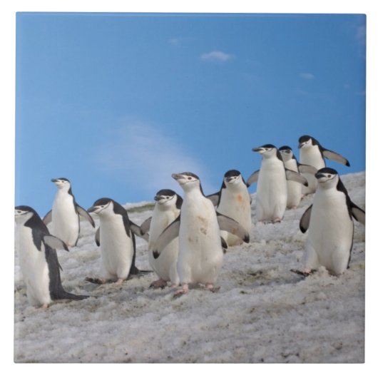 チンラップペンギン | 南極ピゴセリス タイル (正面)