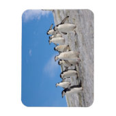 チンラップペンギン | 南極ピゴセリス マグネット (縦)