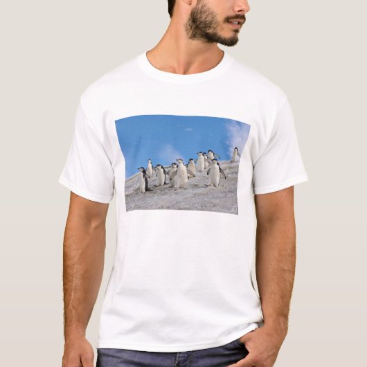 チンラップペンギン | 南極ピゴセリス Tシャツ (正面)