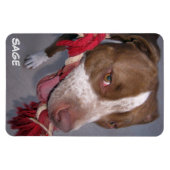 チーキーピットブル マグネット (横)