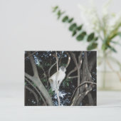 チーキー・モンキー ポストカード (スタンド正面)