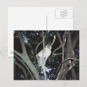 チーキー・モンキー ポストカード (正面/裏面)