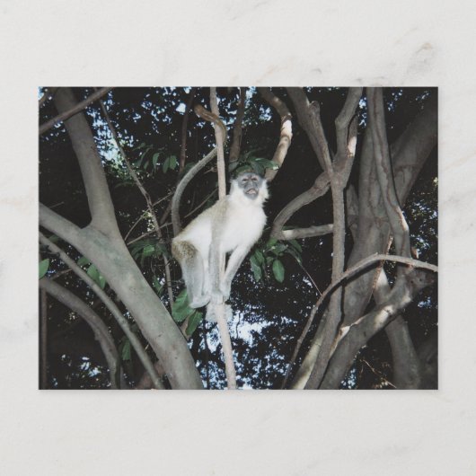 チーキー・モンキー ポストカード (正面)