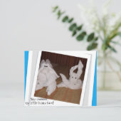 チーシーーと言っておもしろい私の小さな顔! ポストカード (スタンド正面)