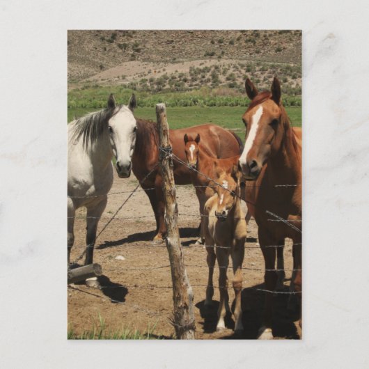 チーズと言え！ :) ポストカード (正面)