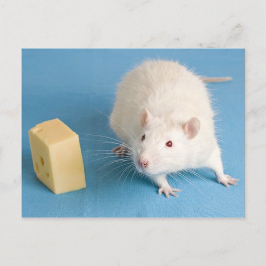 チーズ葉書つき白ネズミ ポストカード (正面)