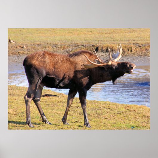 「チーズ」と言うムース ポスター (正面)