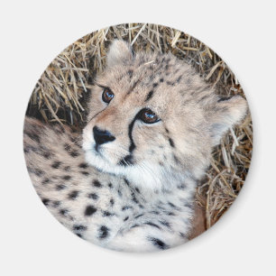 チータのカブスのかわいい写真 マグネット