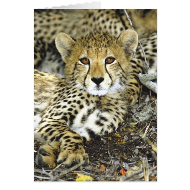 チータのカブス2のカード (正面)