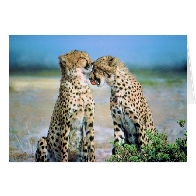 チータのキス (正面横)