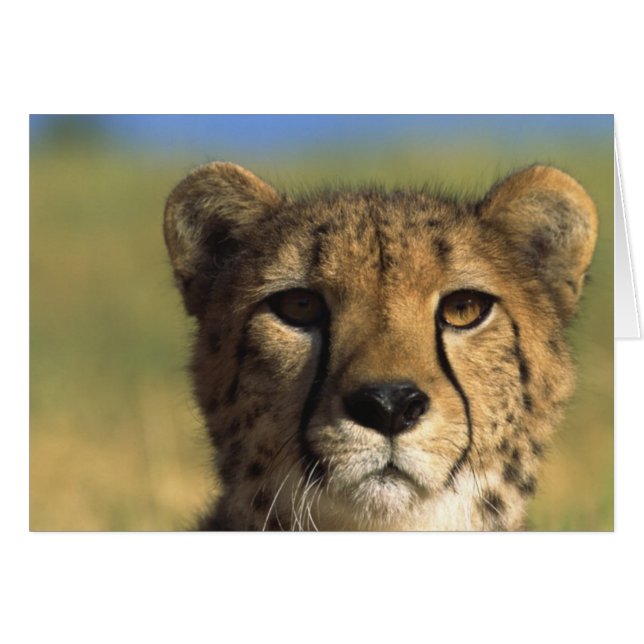 チータのクローズアップ (正面横)