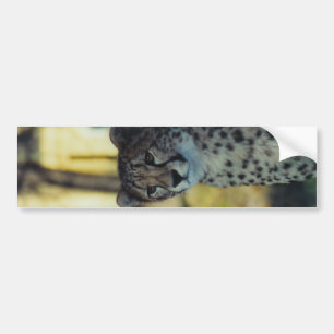 チータのバンパーステッカー バンパーステッカー