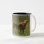 チータのマグ ツートーンマグカップ (正面右)