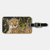 チータの写真 ラゲッジタグ (正面横)