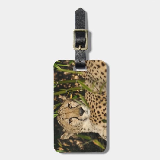 チータの写真 ラゲッジタグ (正面縦)