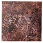 チータの凝視 タイル (正面)