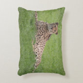 チータの枕 アクセントクッション (正面(垂直))