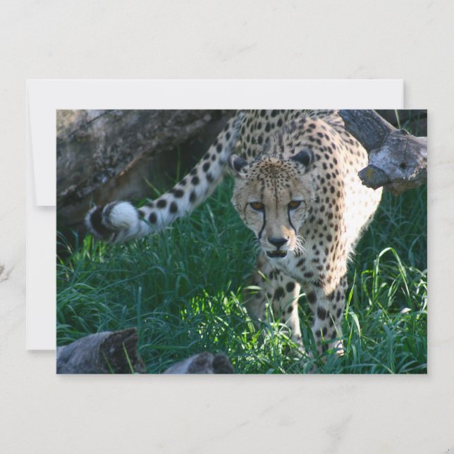 チータオンザ狩り (正面)