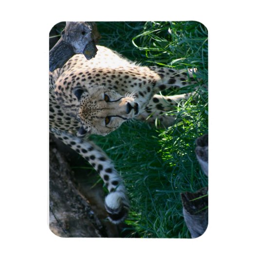 チータオンザ狩り マグネット (縦)