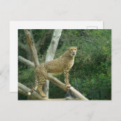 チータオンツリーブランチ ポストカード (正面/裏面)