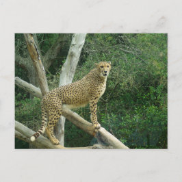 チータオンツリーブランチ ポストカード