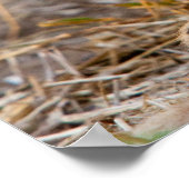 チータカブ ポスター (角)