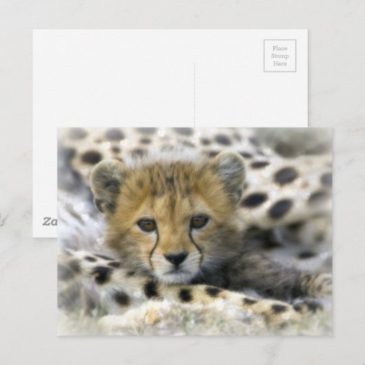 チータカブ ポストカード (正面/裏面)