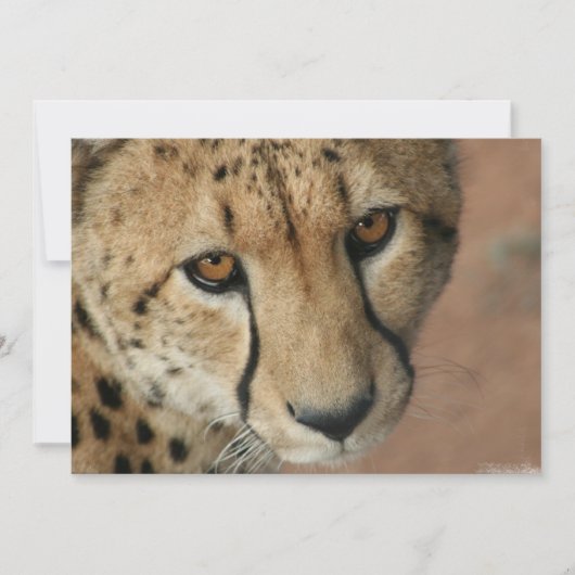 チータキャット招待状 招待状 (正面)