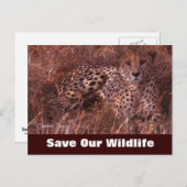 チータスタータスタッ救ク、私たちの野生動物はがき ポストカード (正面/裏面)