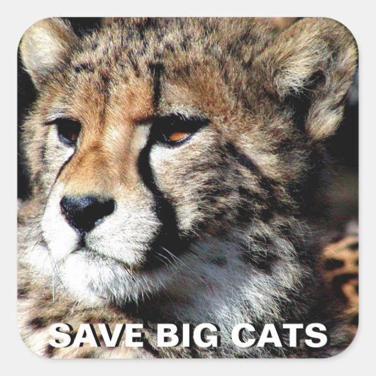 チータステッカー スクエアシール (正面)
