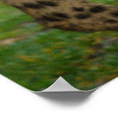 チータデュオ ポスター (角)