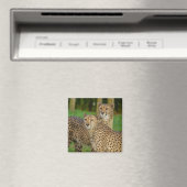 チータデュオ マグネット (インサイチュ (食洗機))