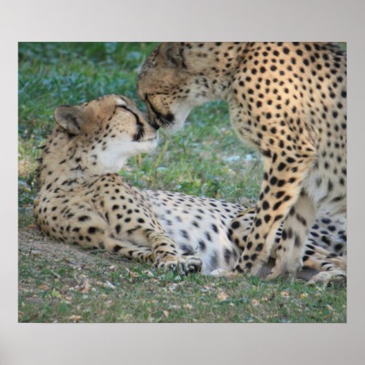 チータポスター ポスター (正面)