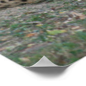 チータポスター ポスター (角)