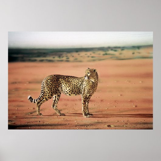 チータポスター ポスター (正面)