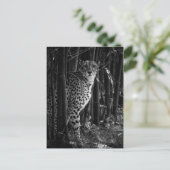 チータポストカード ポストカード (スタンド正面)