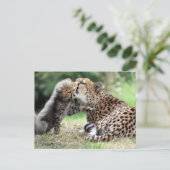 チータメス&カブ ポストカード (スタンド正面)