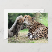 チータメス&カブ ポストカード (正面/裏面)