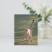 チータランニングー ポストカード (スタンド正面)