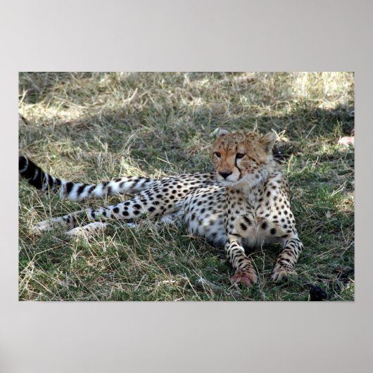 チータリラックスー ポスター (正面)